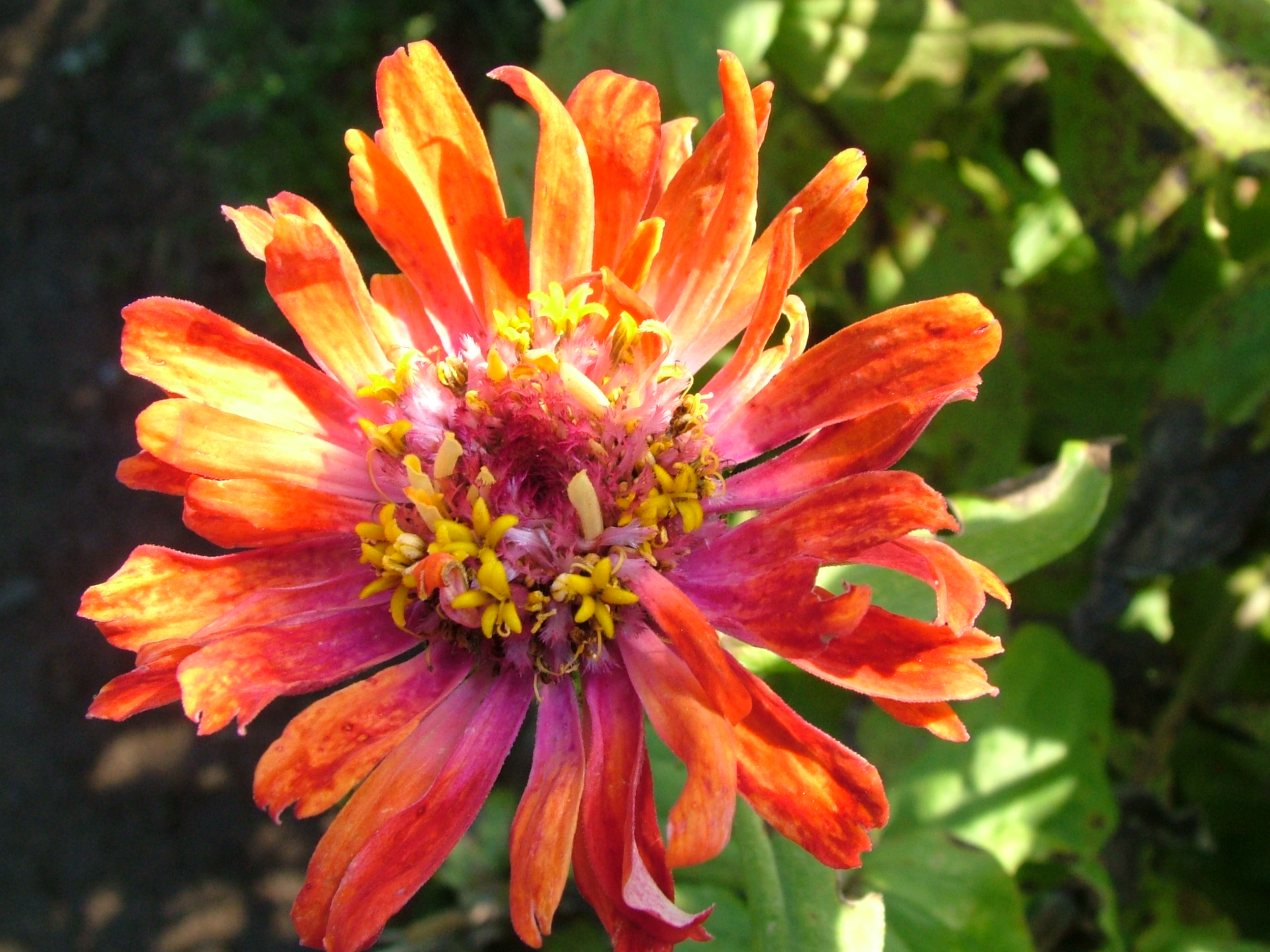Click This Image To Download Full Resolution Bright-flower - Common Zinnia - HD Wallpaper 