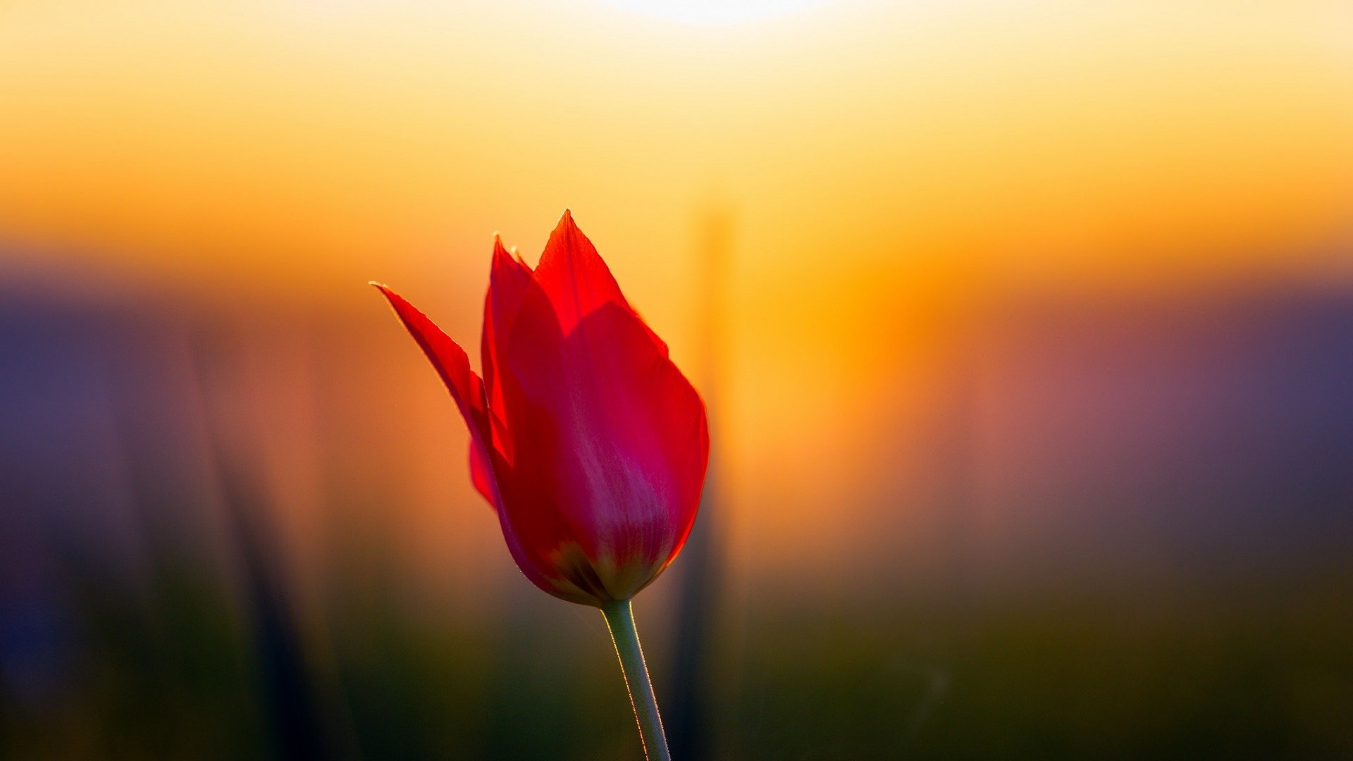 Awesome Tulip Free Wallpaper Id - Sprenger's Tulip - HD Wallpaper 