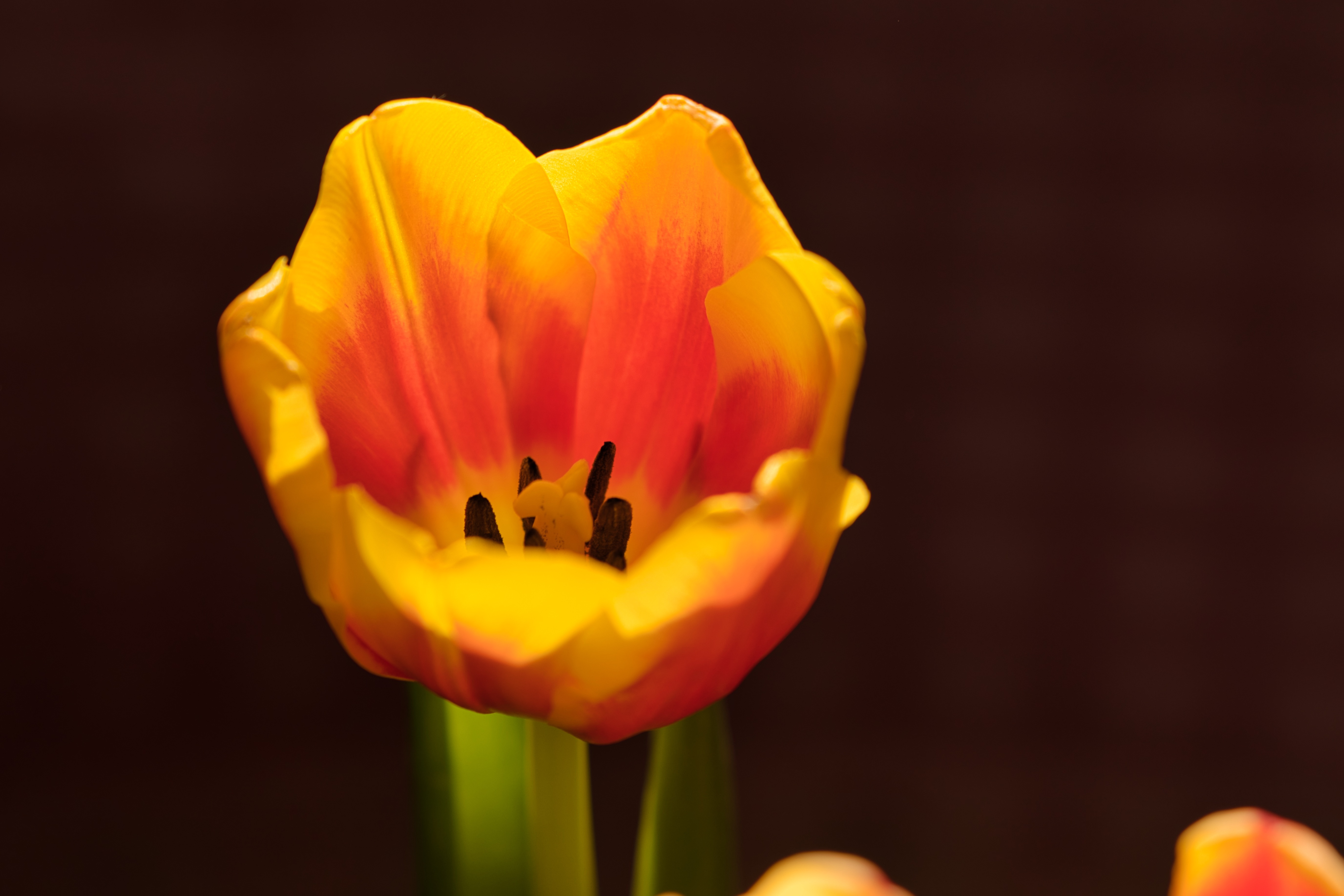Tulip Flower Hd Wallpaper - HD Wallpaper 