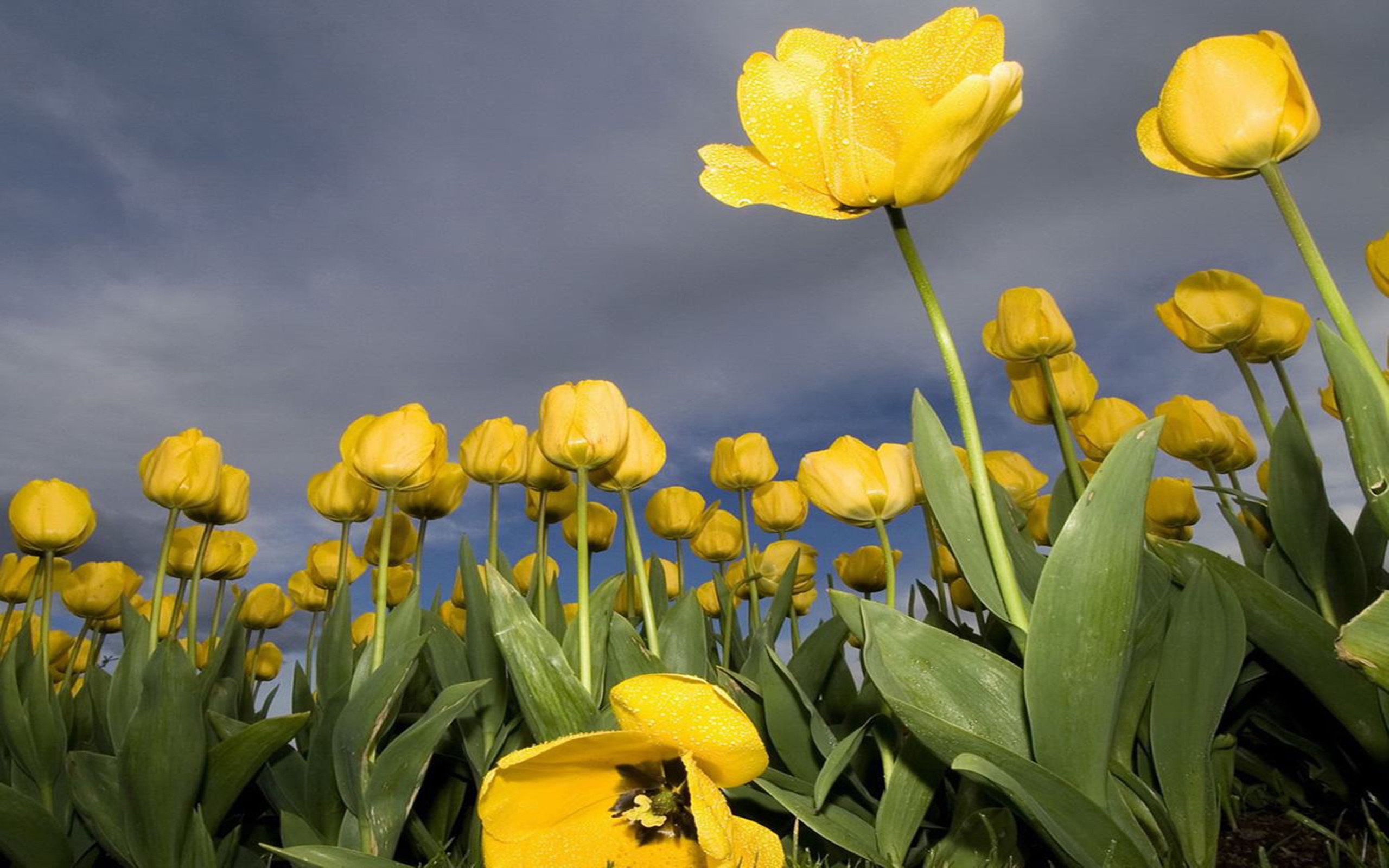 Tulip Wallpaper Backgrounds - HD Wallpaper 