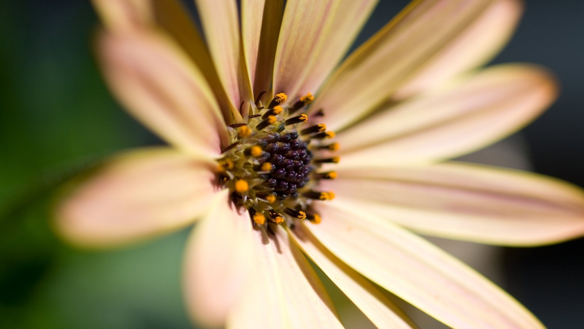 Wallpaper Bright Flower, Petals, Pollen - Hd 1080p - HD Wallpaper 