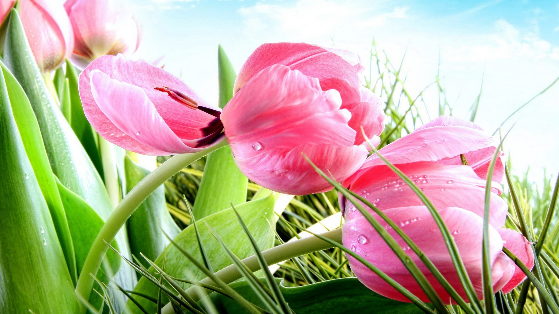 Wallpapers For Desktop - Beautiful Flowers Wallpapers Free Download Hd - HD Wallpaper 