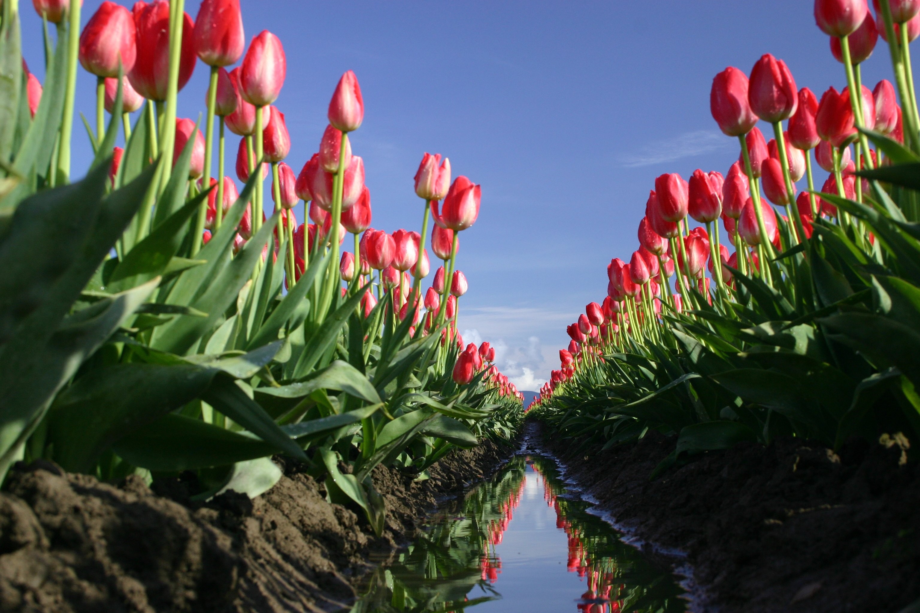Tulip Reflections - HD Wallpaper 