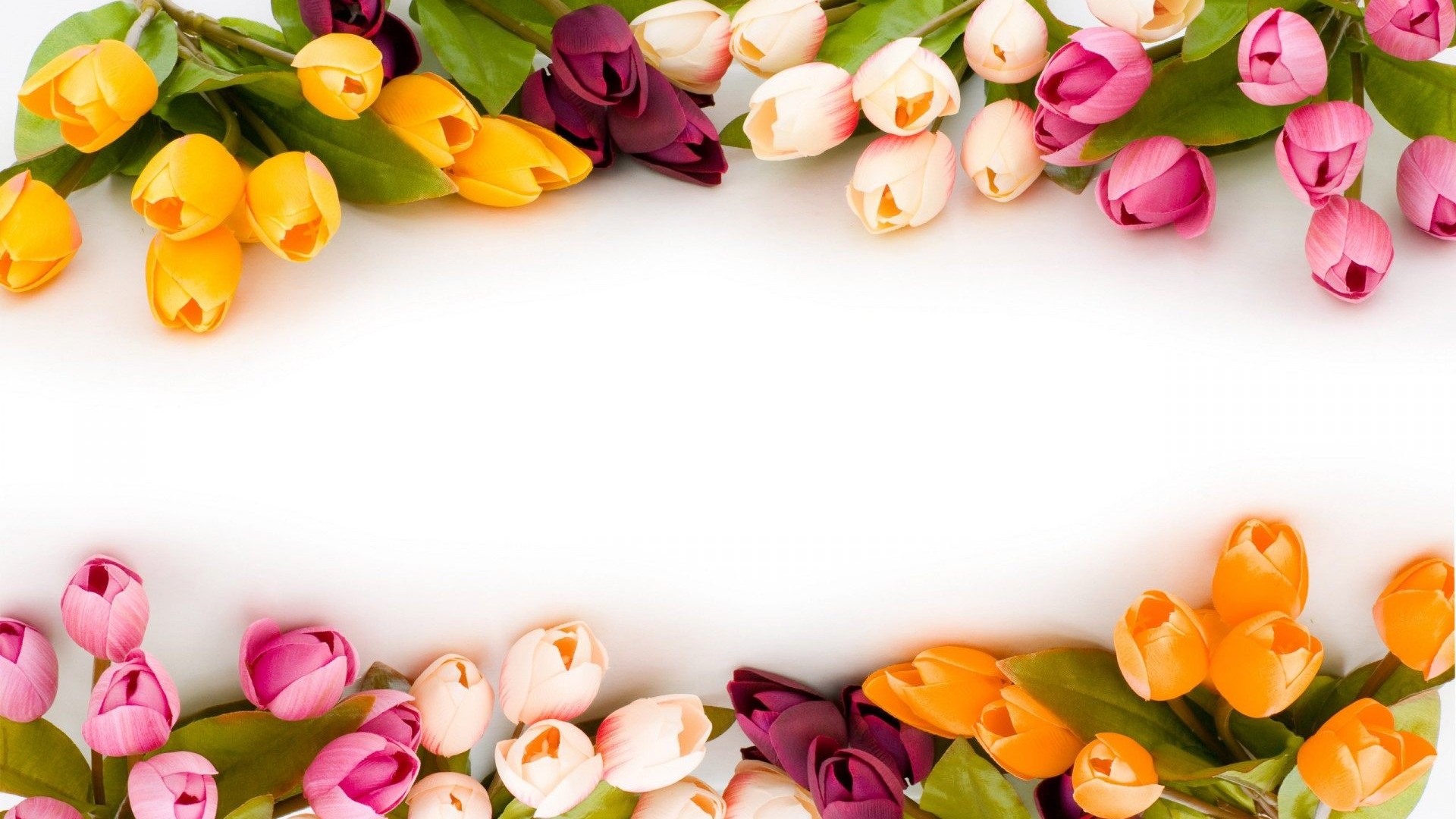 Tulip Flower Hd Wallpaper - HD Wallpaper 