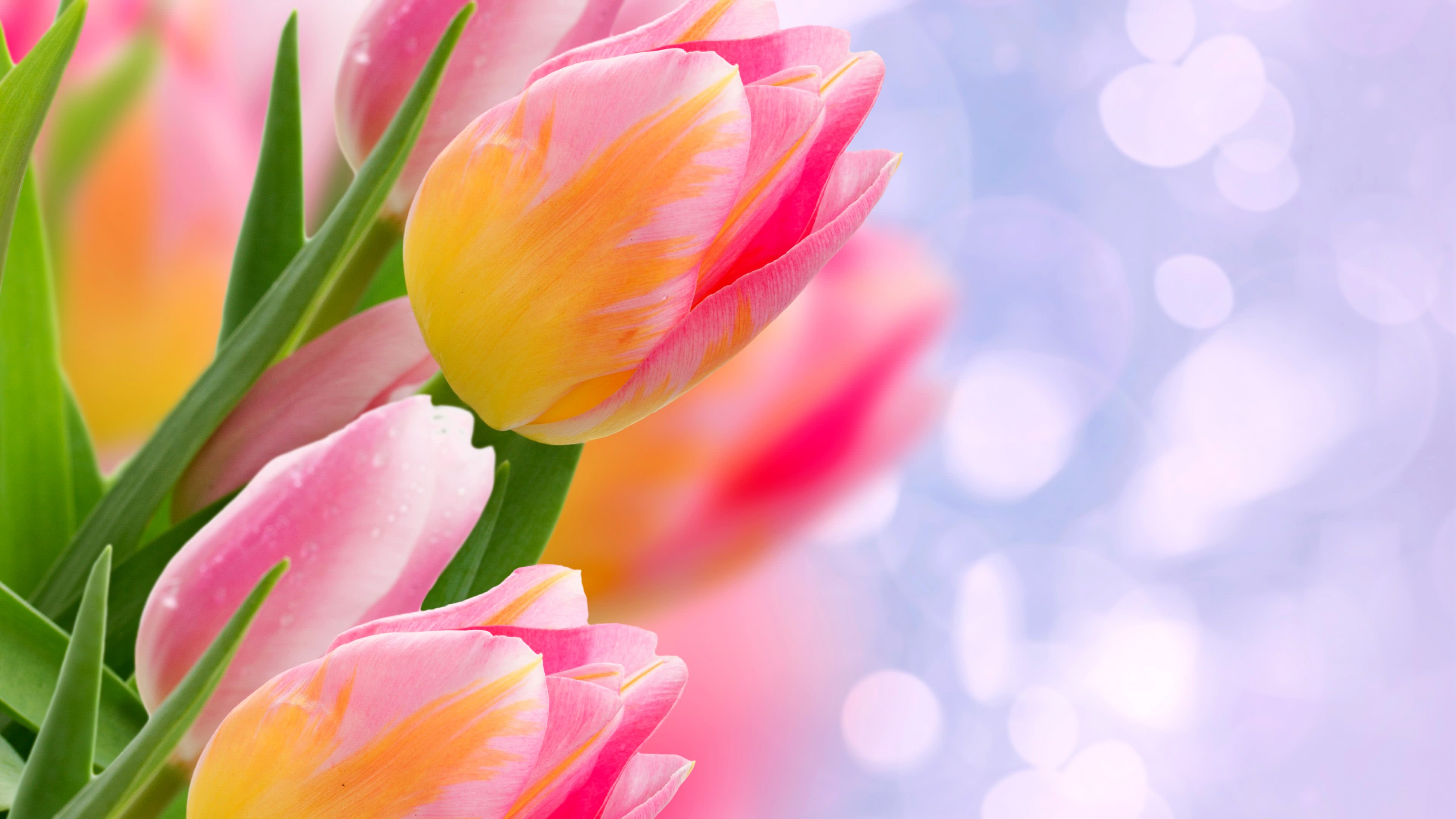 Tulips Pink And Yellow Uhd 4k Wallpaper - HD Wallpaper 