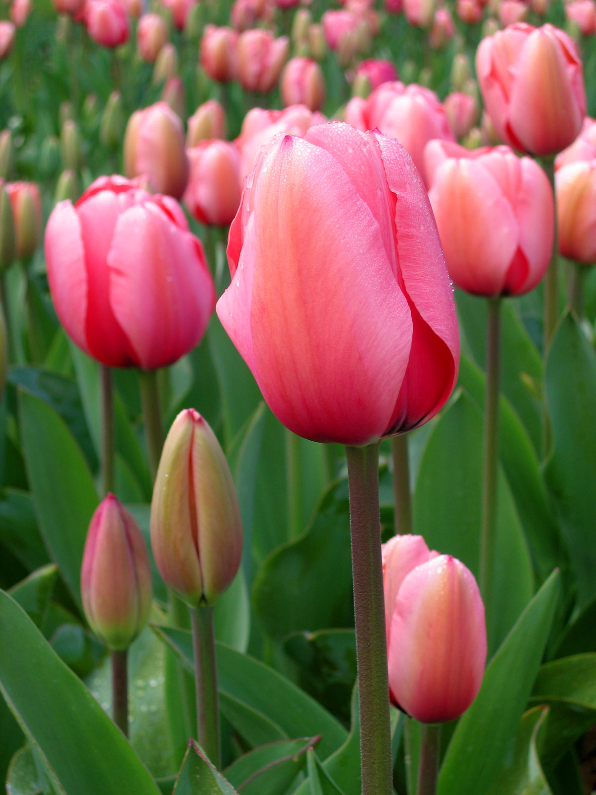 Tulip Backgrounds, Compatible - HD Wallpaper 