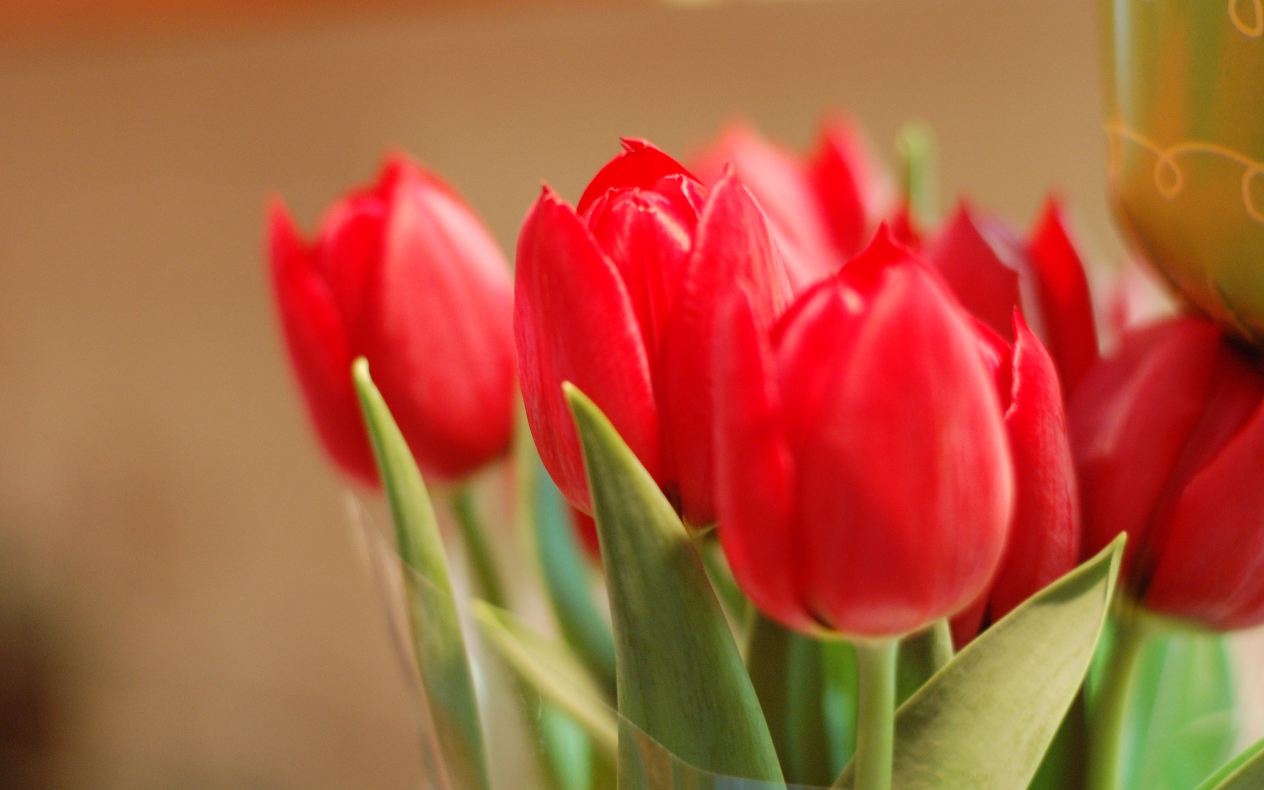 Red Tulip Flower Hd - HD Wallpaper 