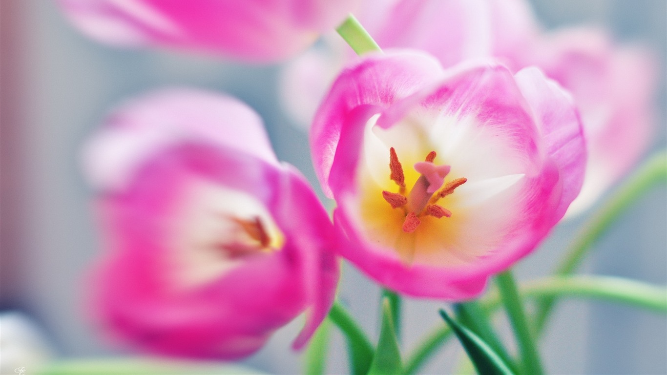 Pink Bright-flowers Macro Wallpaper2013 - Днём Рождения Заур - HD Wallpaper 