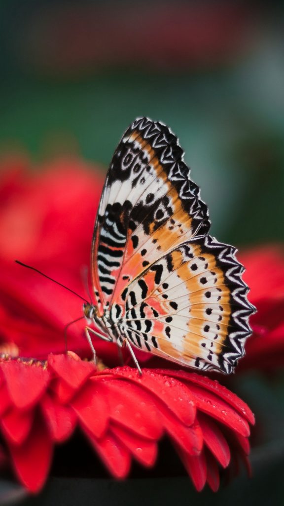 Penang Butterfly Farm - HD Wallpaper 