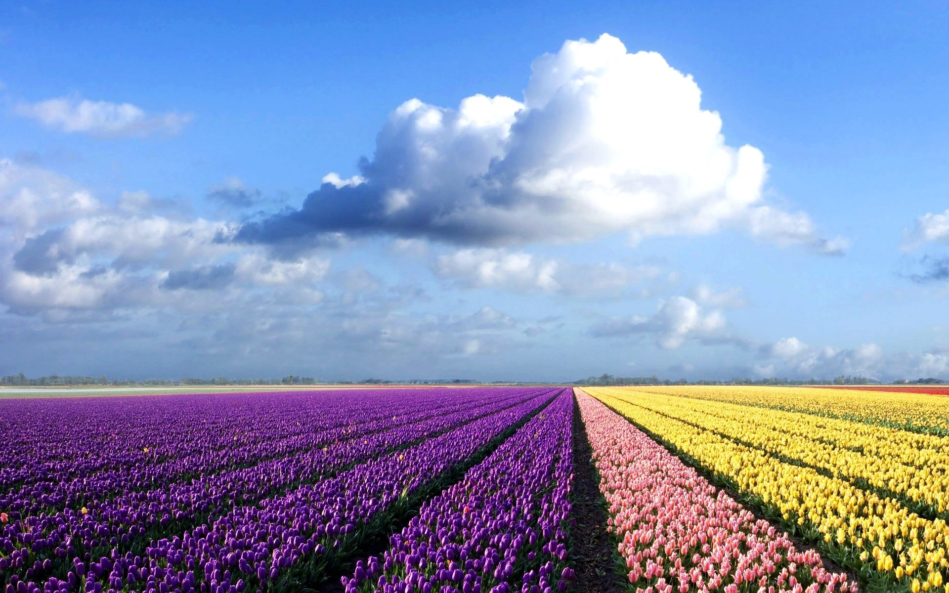 Flowers Field Background Hd - HD Wallpaper 