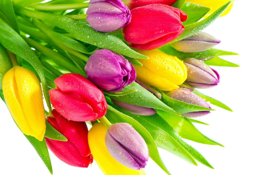 Download Mobile Wallpaper Plants, Flowers, Tulips For - Green Yellow Purple Red Flowers - HD Wallpaper 
