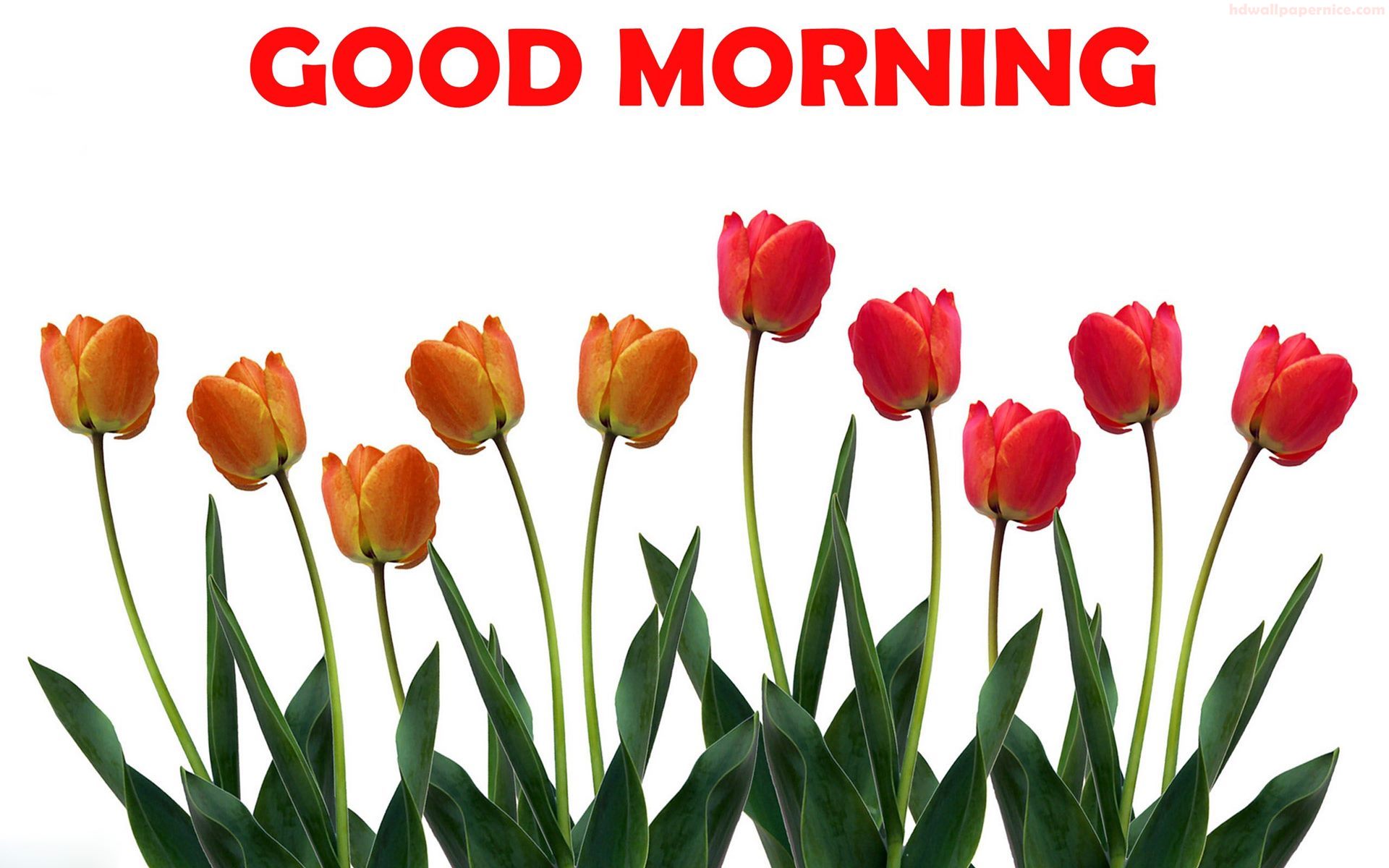 Good Morning Tulips Full Hd - HD Wallpaper 
