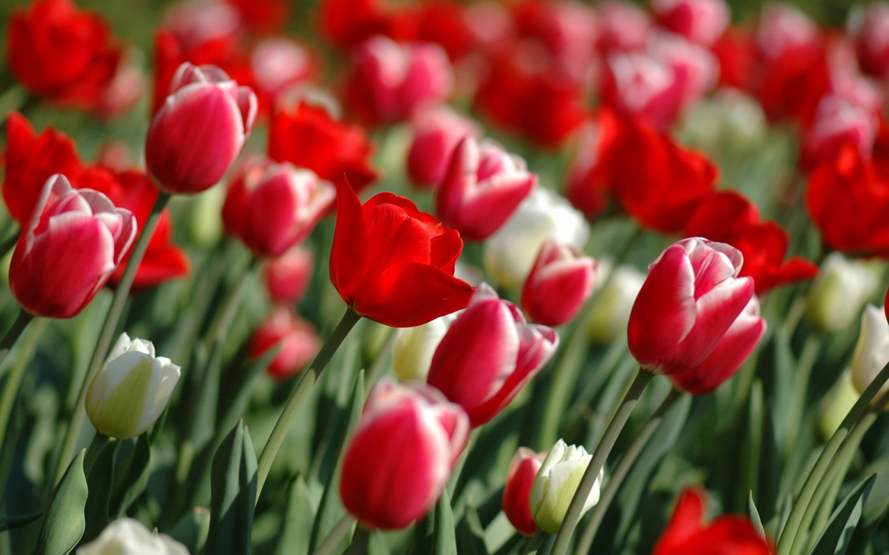 Red Abstract Tulips In Spring Hd Backgrounds 245744 - Самые Красивые Картинки Про Весну - HD Wallpaper 