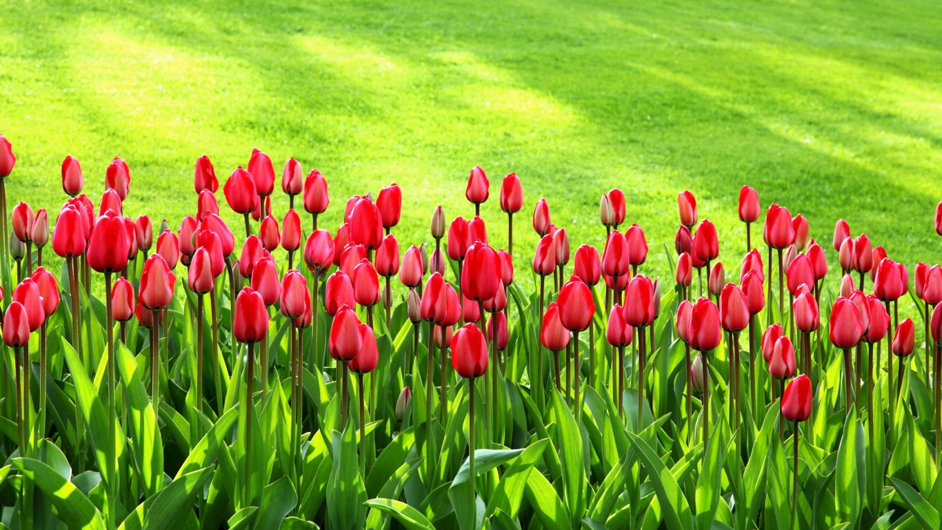 Spring Tulip Garden, Tulip Flower Show Wallcoo tulip - Tulip Flowers  Wallpaper Hd - 1366x768 Wallpaper 