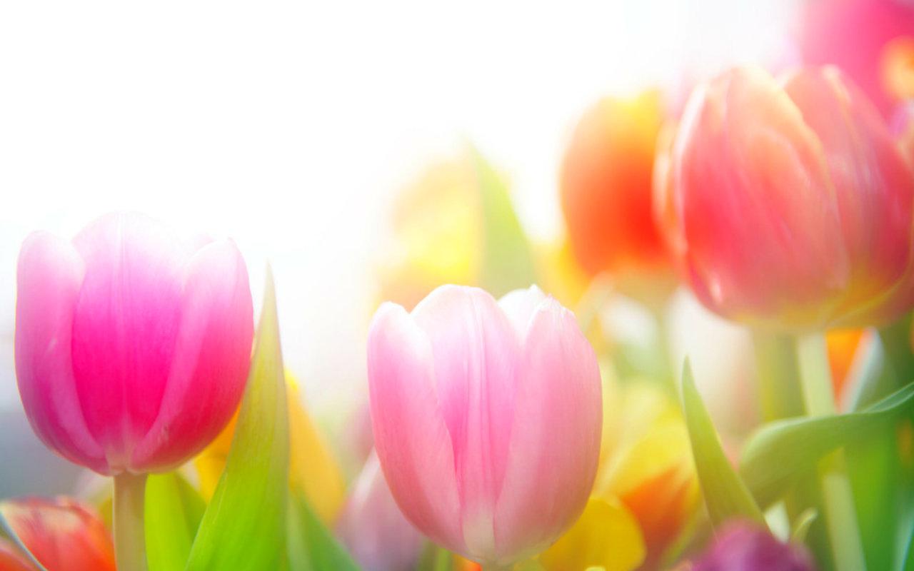 Tulips Background Wallpaper - Tulip Background - HD Wallpaper 