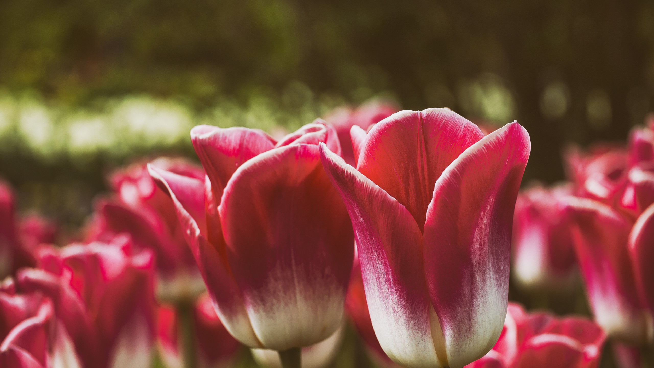 Tulip Flower Hd - HD Wallpaper 