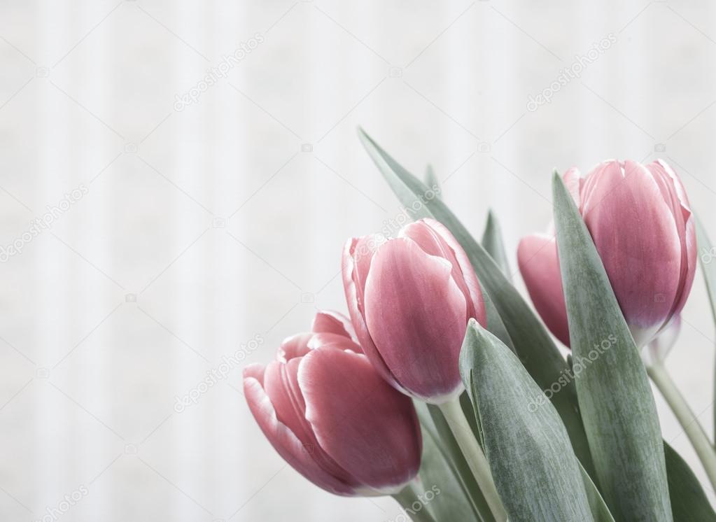 Lady Tulip - HD Wallpaper 