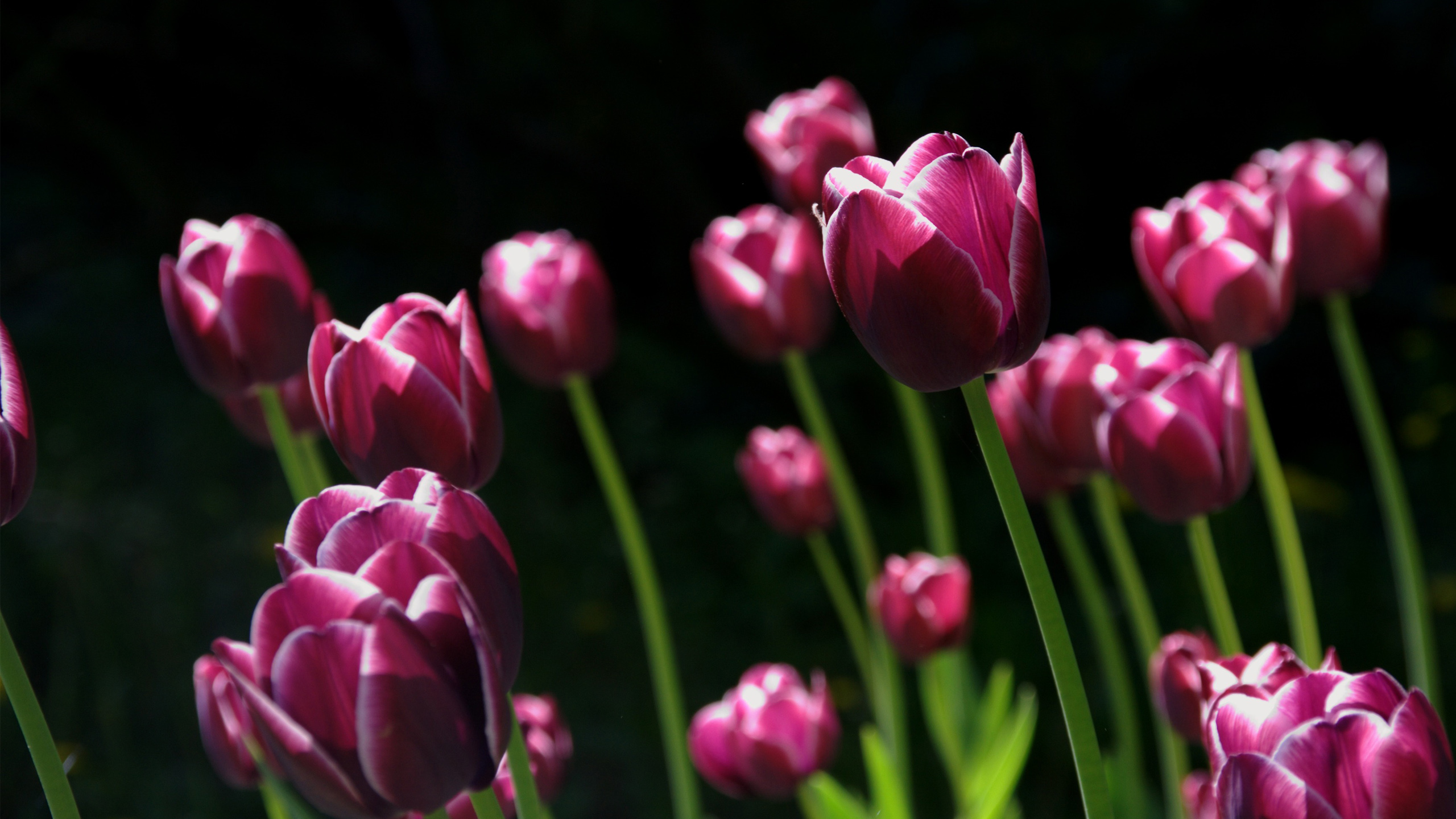 Spring Pink Tulips Wallpaper - HD Wallpaper 