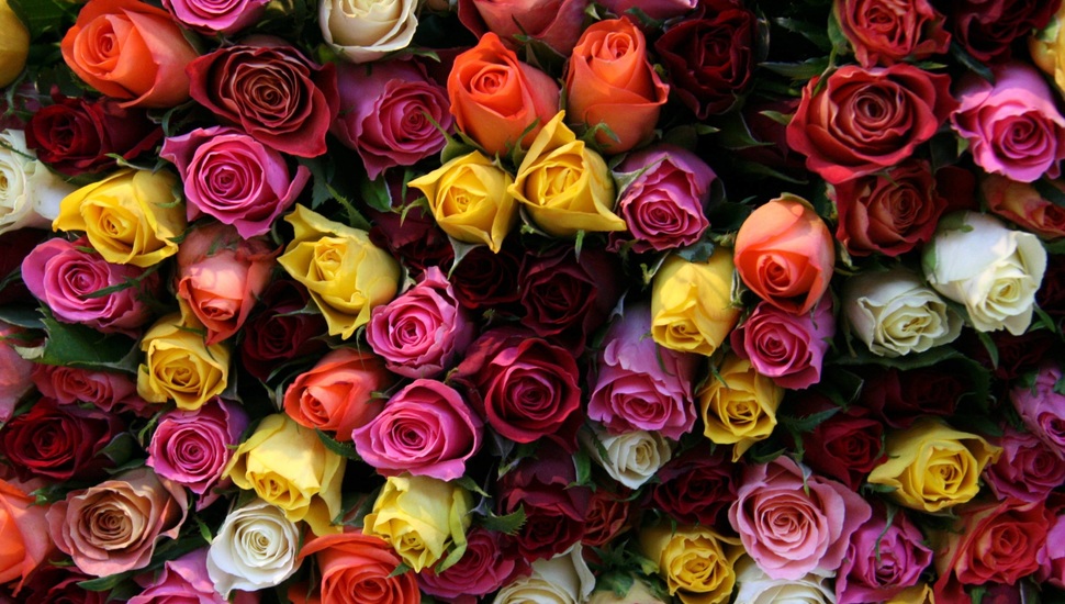 Beautiful, Buds, Roses, Flowers, Flower, Bouquet Desktop - Roses Different Colors - HD Wallpaper 