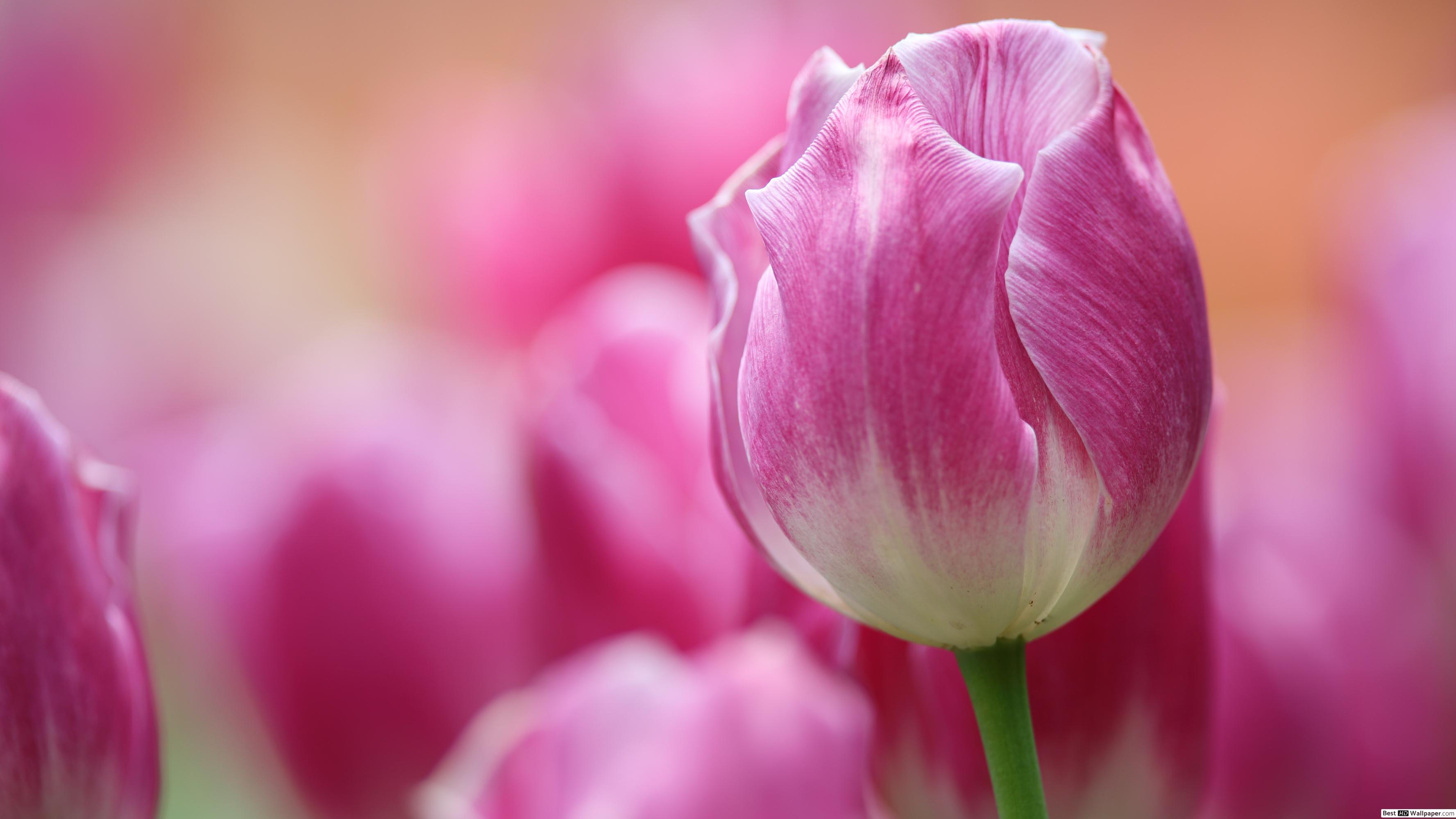 Windows 10 Hintergrundbild Tulpen - HD Wallpaper 