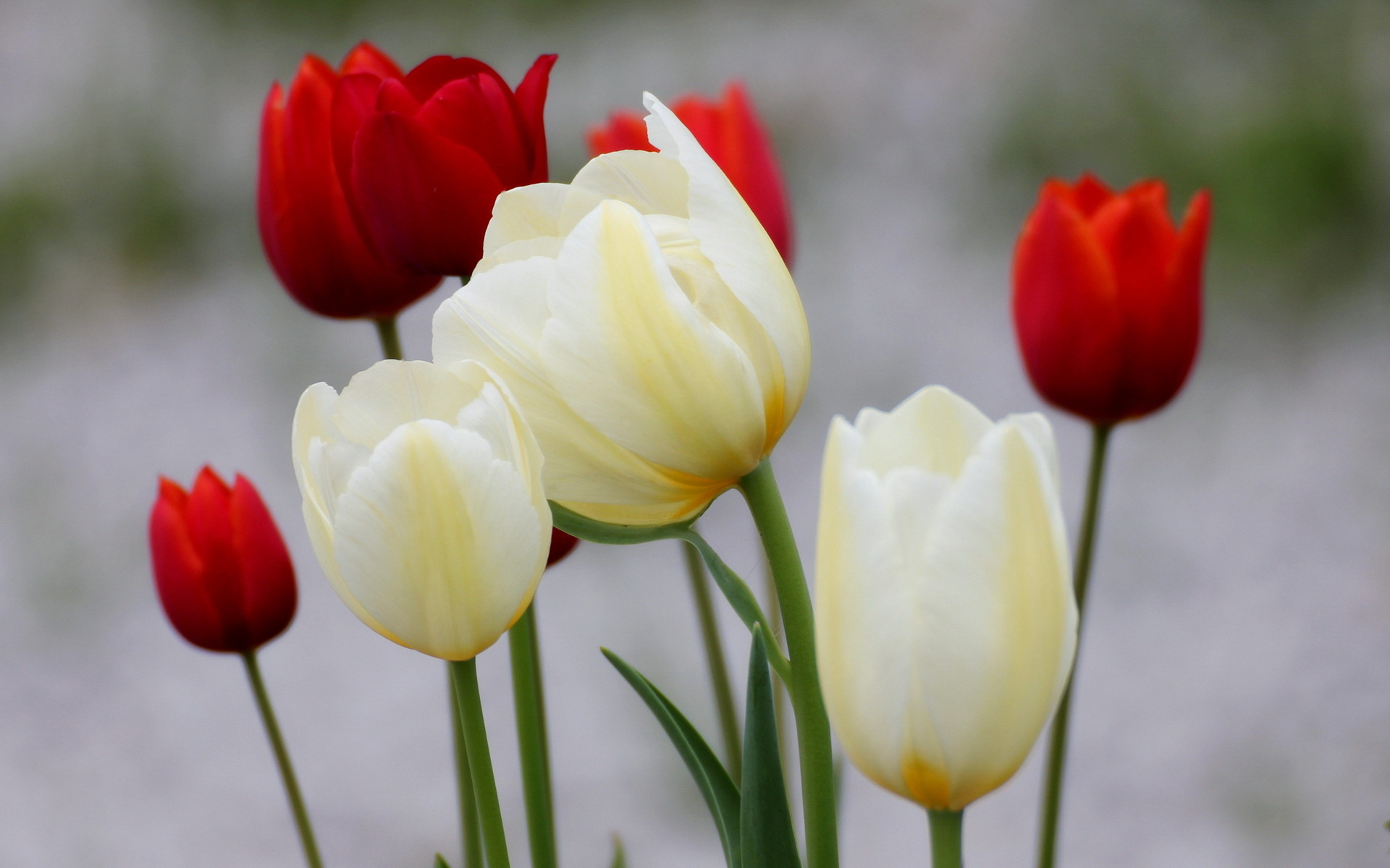 White And Red Flower - HD Wallpaper 