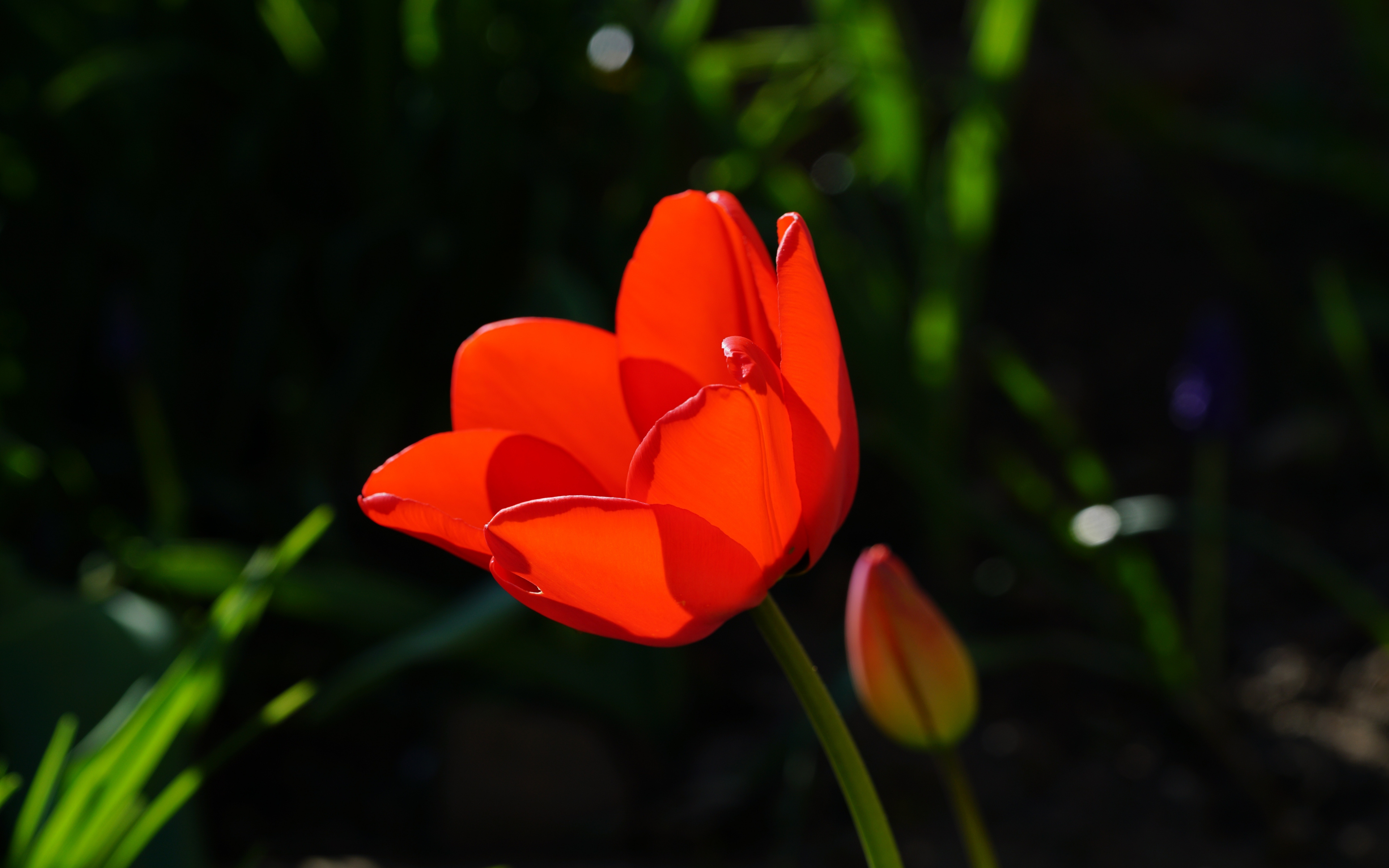 Red Tulip, Beautiful, Flower, Wallpaper - Tulips Red - HD Wallpaper 