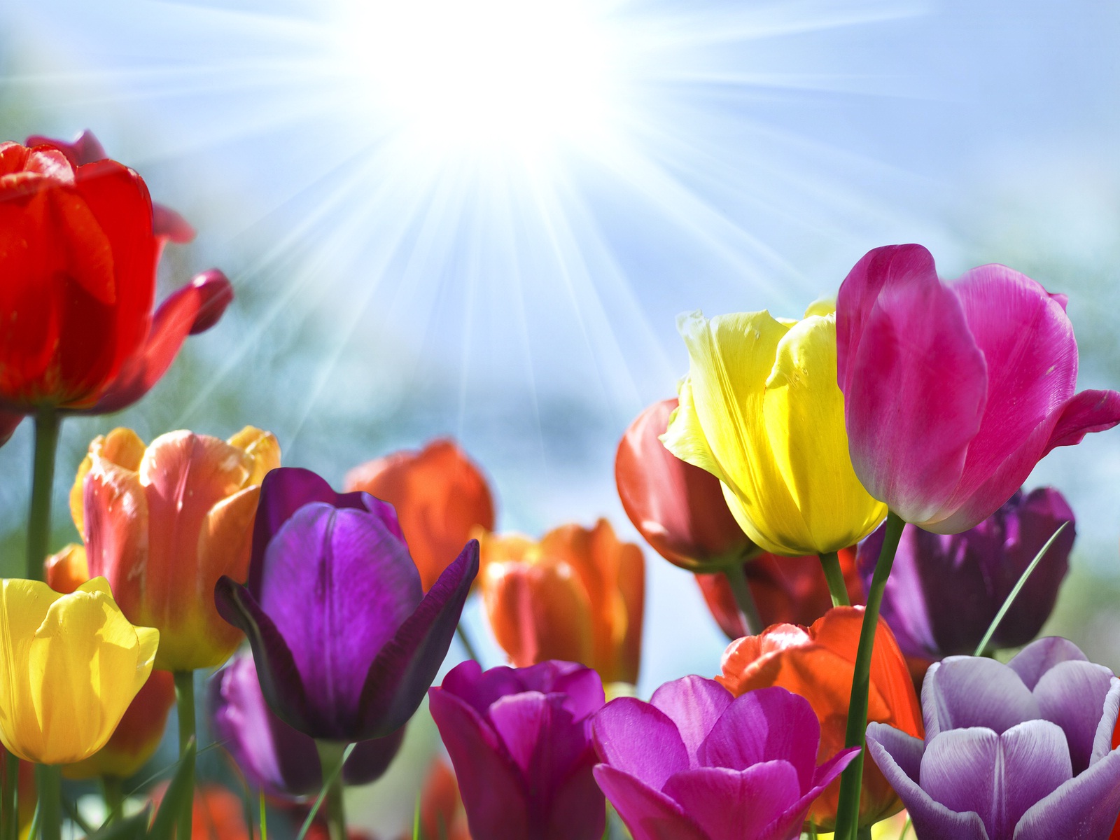 Tulip Flowers And Morning Sunshine Wallpapers And Backgrounds - Spring Day Pics And Quotes - HD Wallpaper 