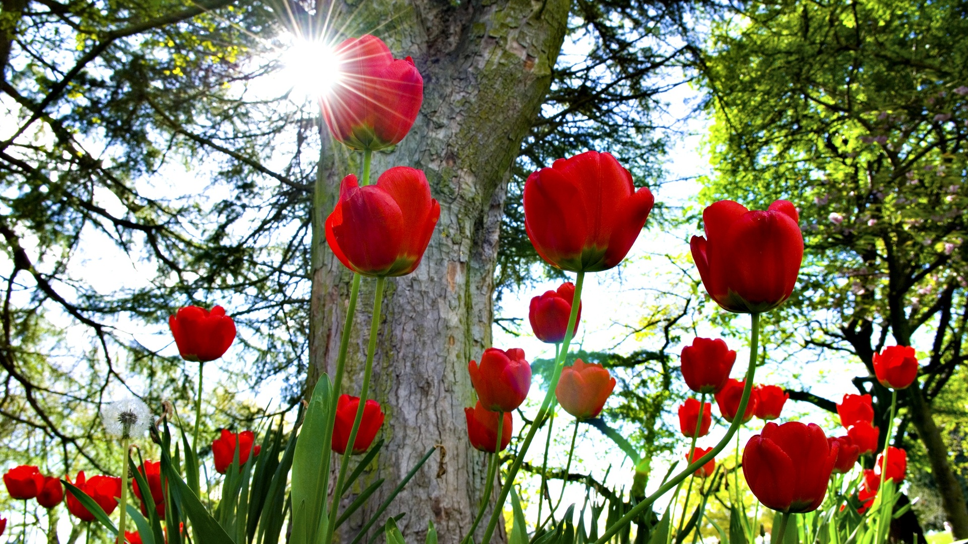Red Flower Wall Paper - Sun Shining Through Flowers - HD Wallpaper 