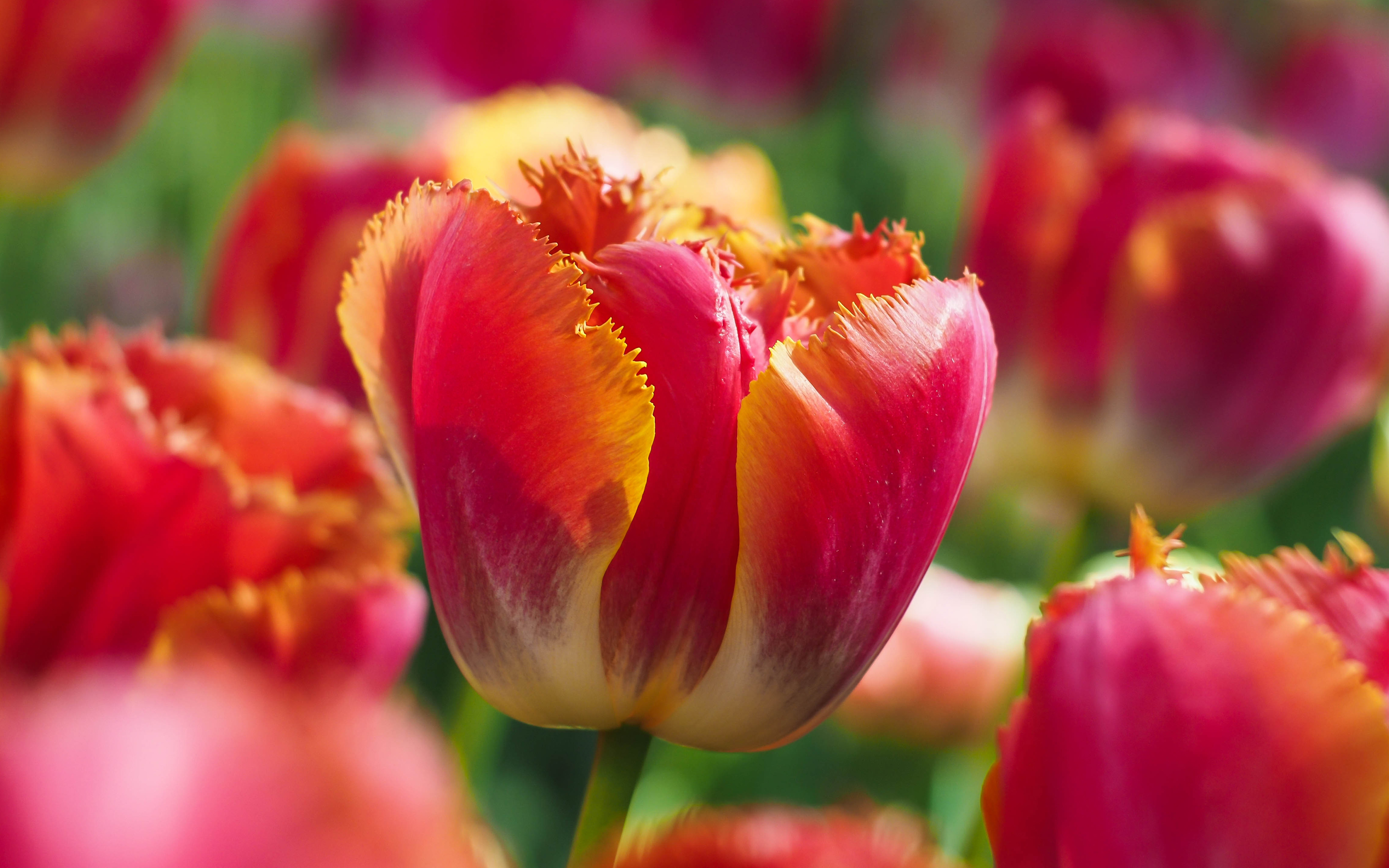 Jkahir - Com - Tulip Flower - HD Wallpaper 