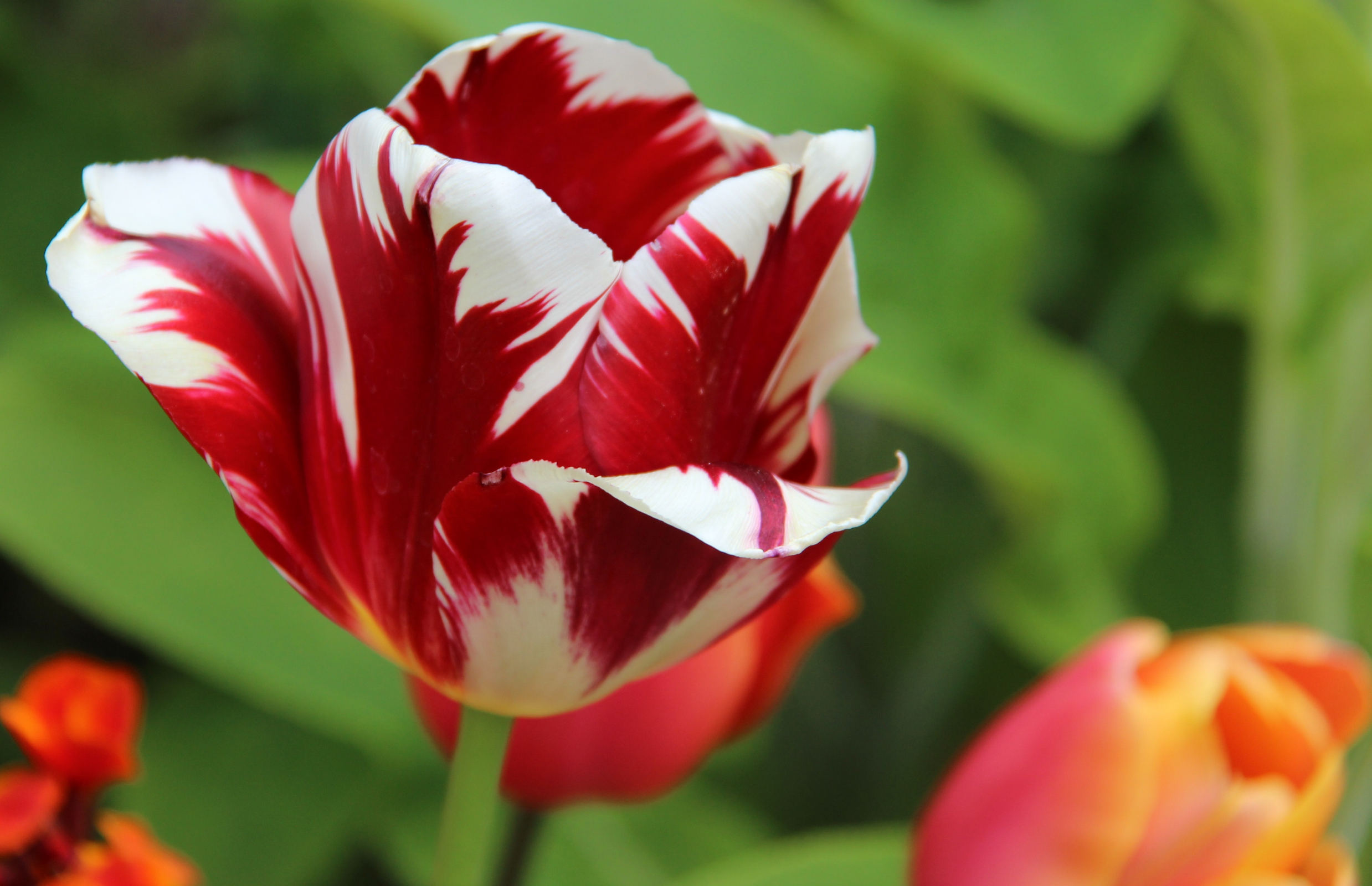 Red And White Tulip Flower - HD Wallpaper 