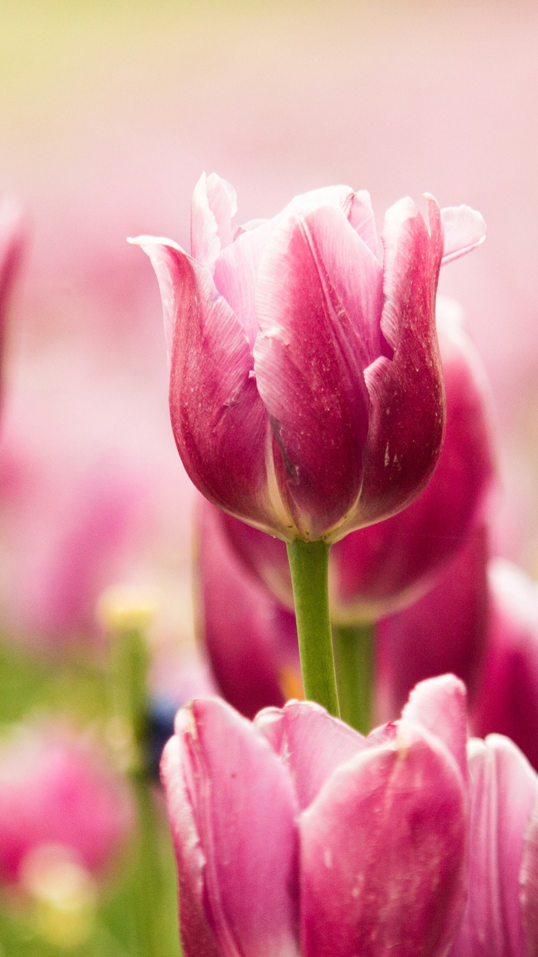 Pink Tulips Iphone 6 - HD Wallpaper 