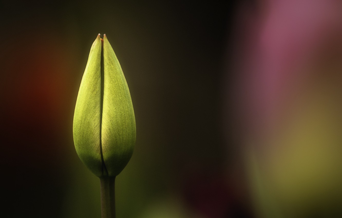 Photo Wallpaper Close-up, Nature, Yellow, Flowers, - Sprenger's Tulip - HD Wallpaper 