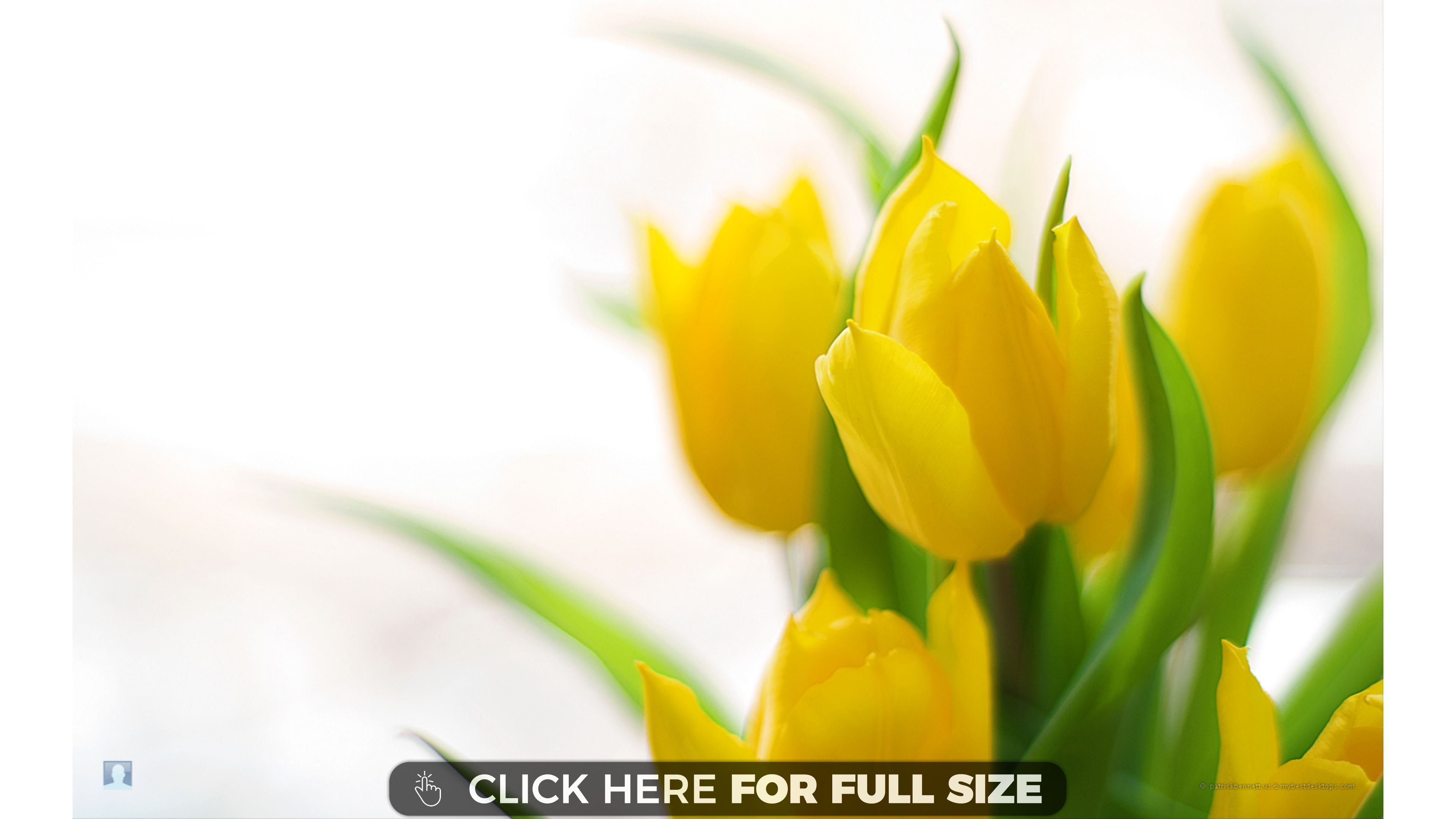 Rec Type, For Mobile Wallpapers, Yellow Tulips - List Of Cruisin Love Songs - HD Wallpaper 