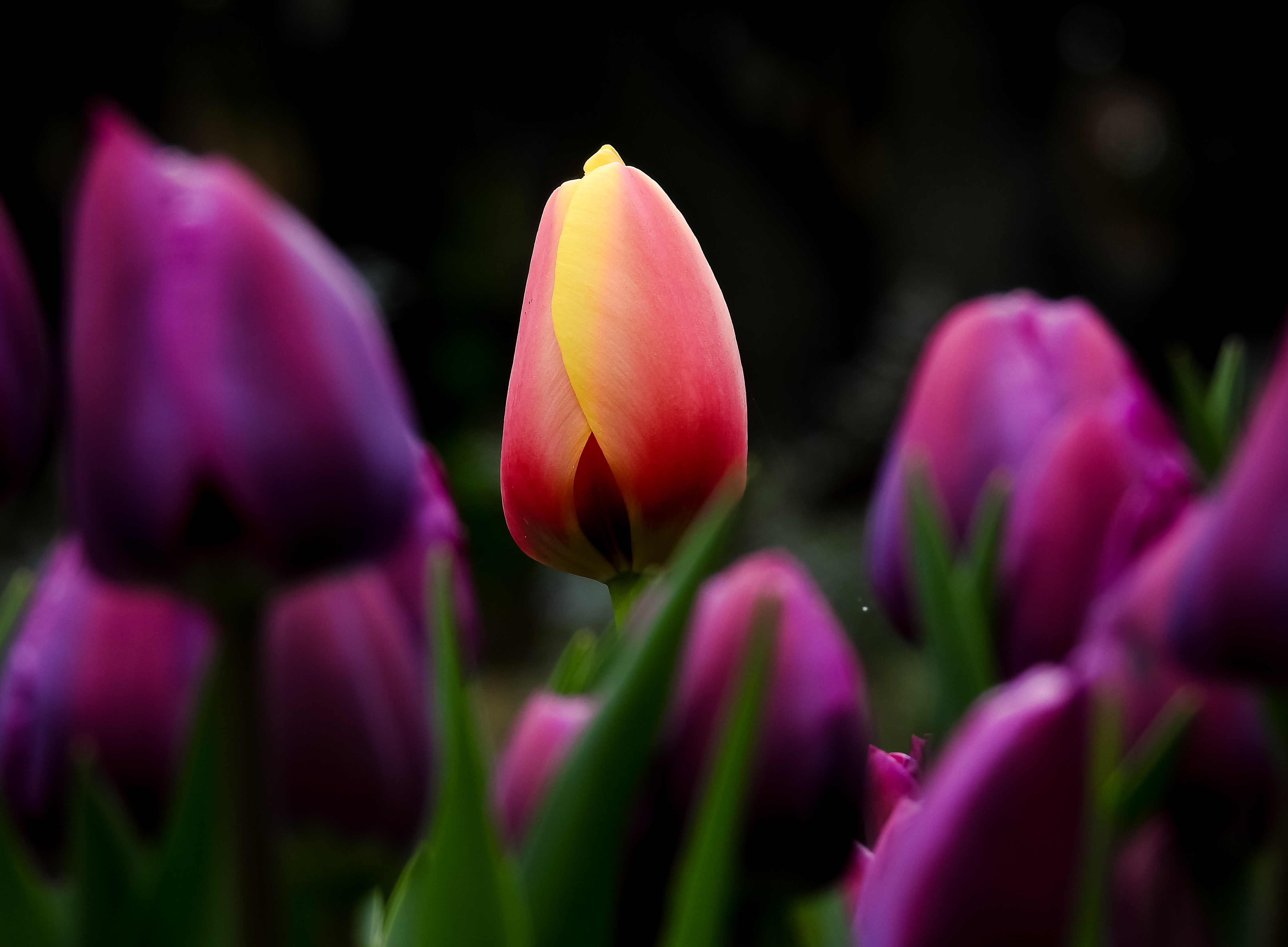 Tulip Wallpaper 4k Hd - HD Wallpaper 