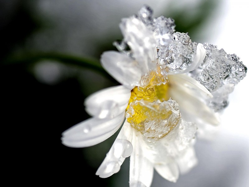 Iced Flower Wallpaper - Winter Flower - HD Wallpaper 