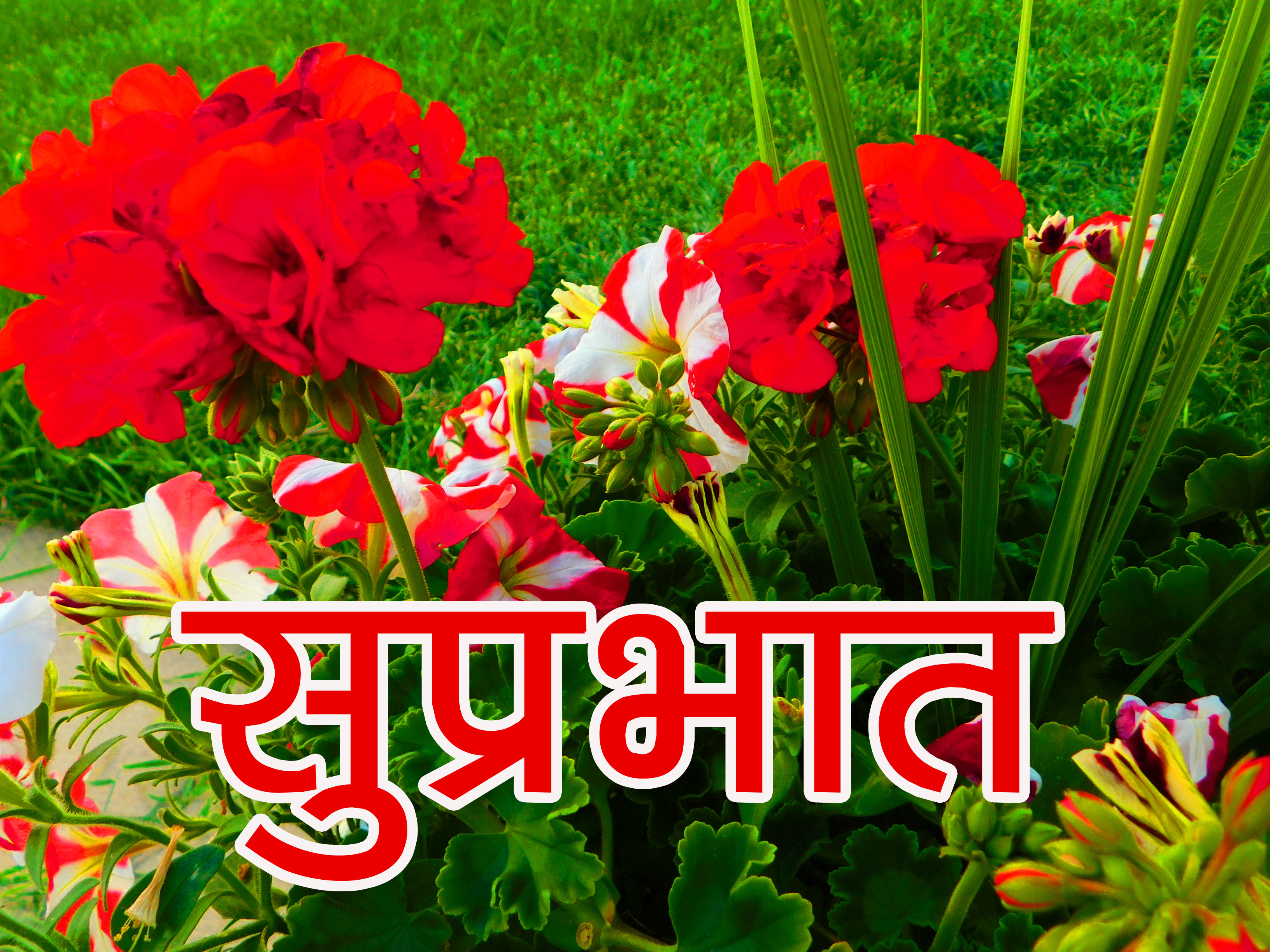 Special good Morning Images Pics Wallpaper Hd - Best Flowers In India - 3264x2448 Wallpaper Special good Morning Images Pics Wallpaper Hd - Best Flowers In India - 3264x2448 Wallpaper