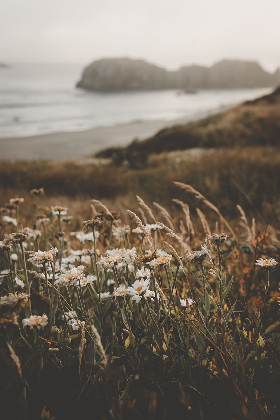 White Petaled Flowers In Field, Grass, Weeds, Sea, - Photography Iphone Wallpaper Nature Flowers - HD Wallpaper 