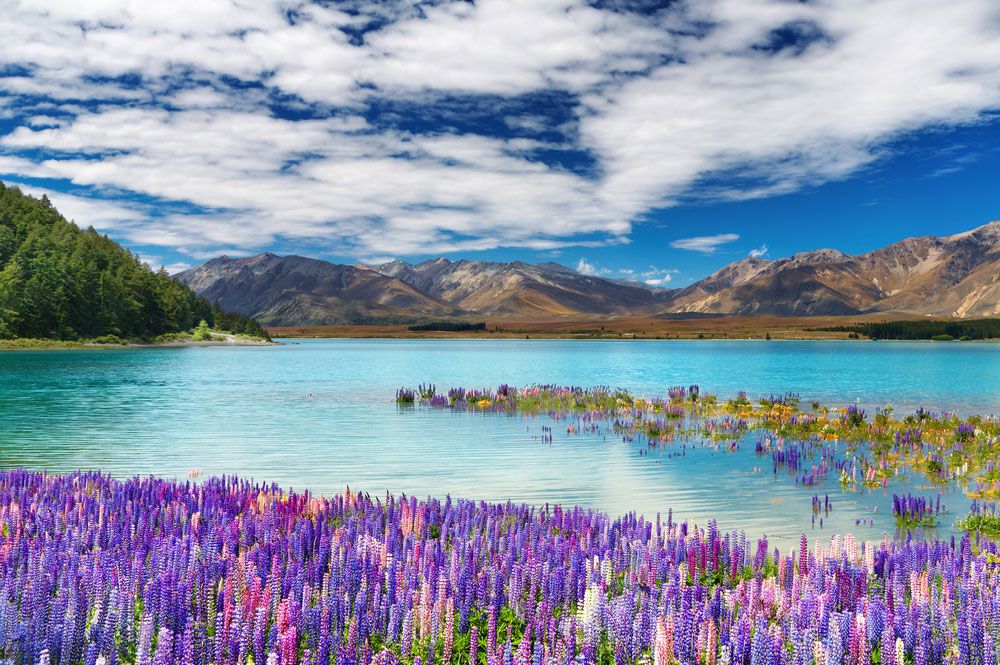 New Zealand South Island Lake Tekapo - HD Wallpaper 