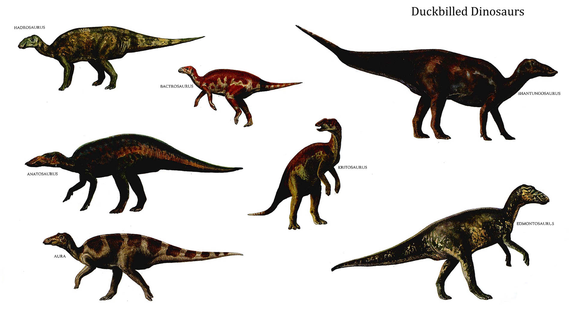 Duckbilled Dinosaurs - Duck Billed Herbivore Dinosaur - HD Wallpaper 