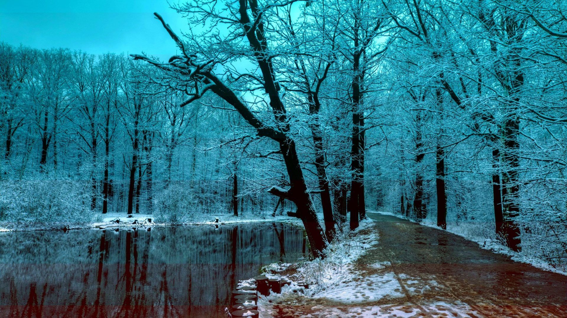 Beautiful Winter Forest Night - HD Wallpaper 