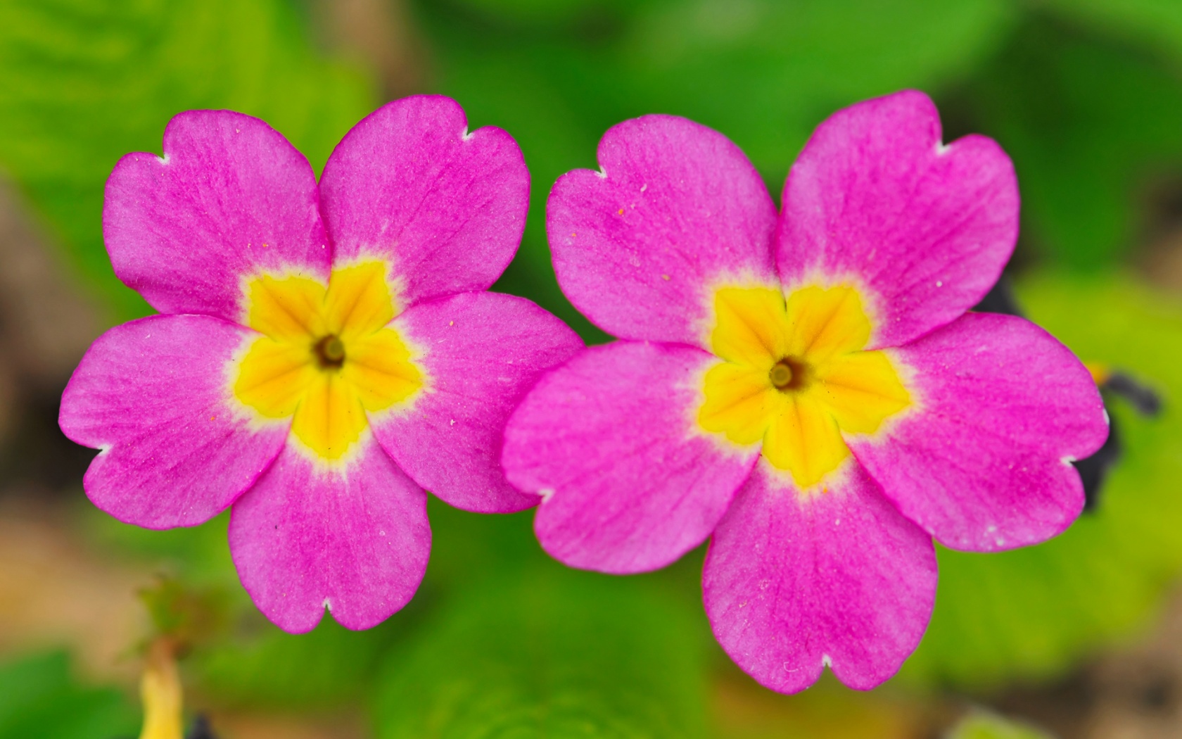 Cute Small Pink Flowers - HD Wallpaper 