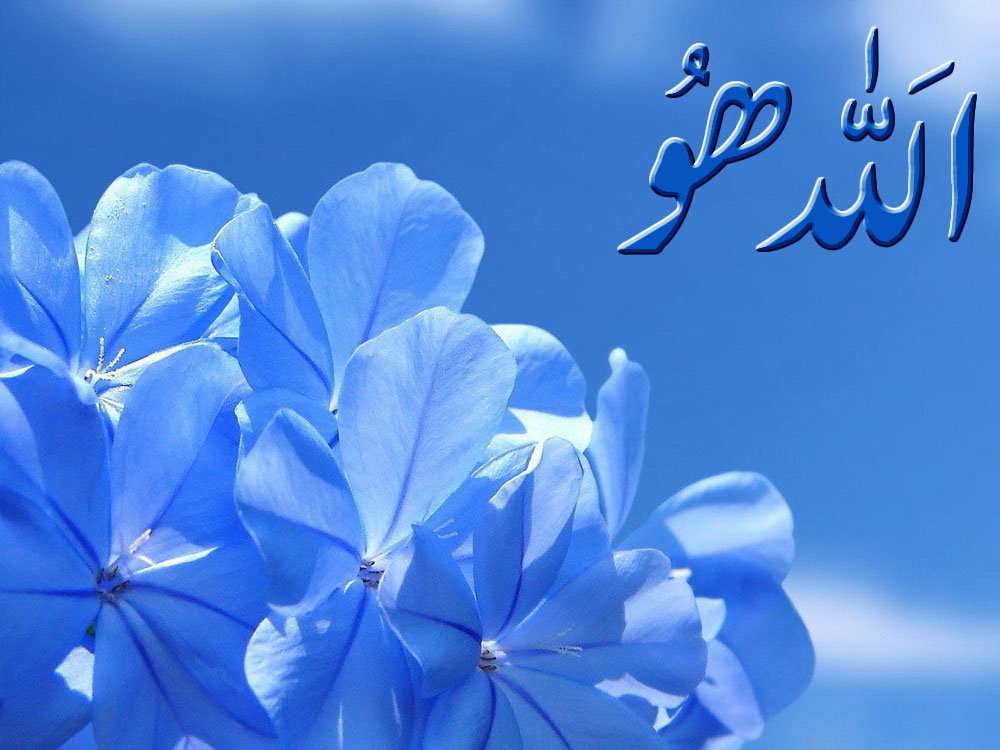 Blue Flower With Love Quotes - HD Wallpaper 