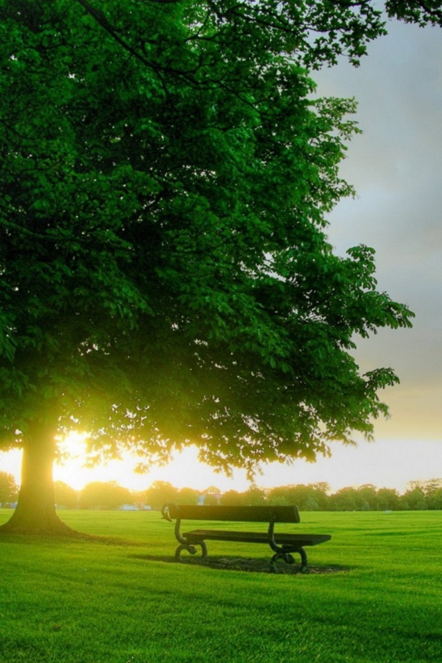 Tree And Park Bench - HD Wallpaper 