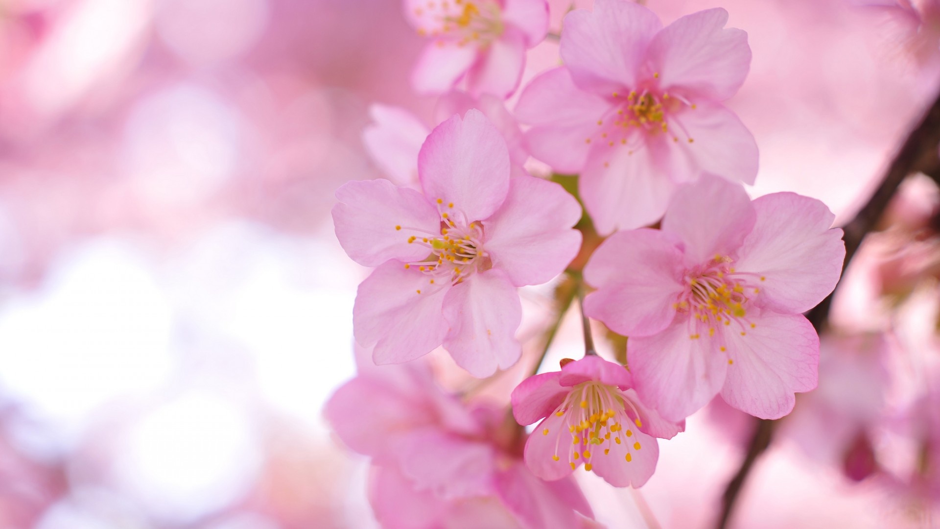 The Name Laiba - Cherry Blossom Tree Petal - HD Wallpaper 