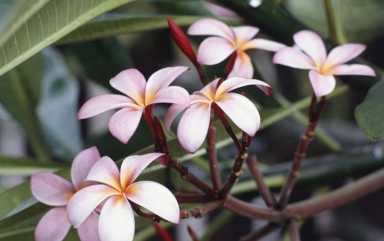 Hibiscus Flowers Wallpapers - Original Flower - HD Wallpaper 