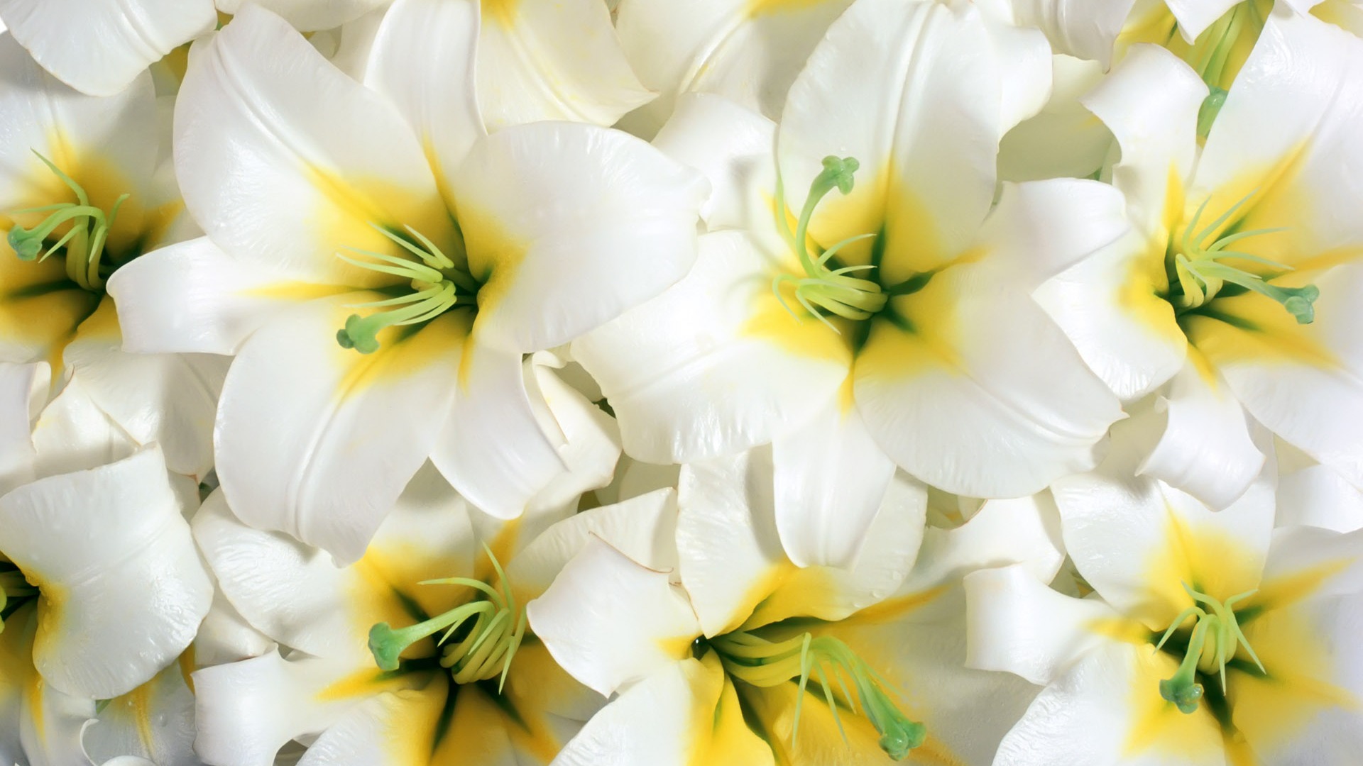 White Lilies - HD Wallpaper 