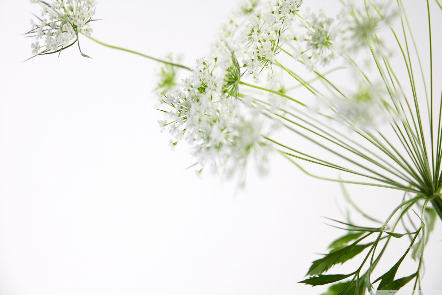 Beautiful Nature - HD Wallpaper 