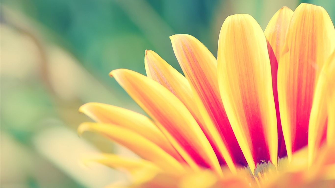 Orange Flower Wallpaper2011 - Spring Hello March - HD Wallpaper 