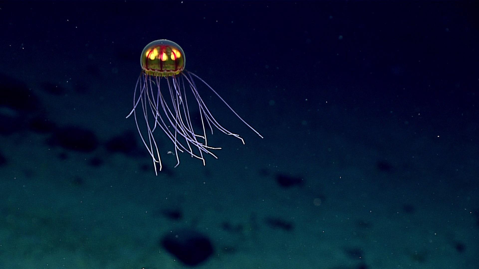 A Bioluminescent Jellyfish As Seen During A Deepwater - Deep Sea - HD Wallpaper 