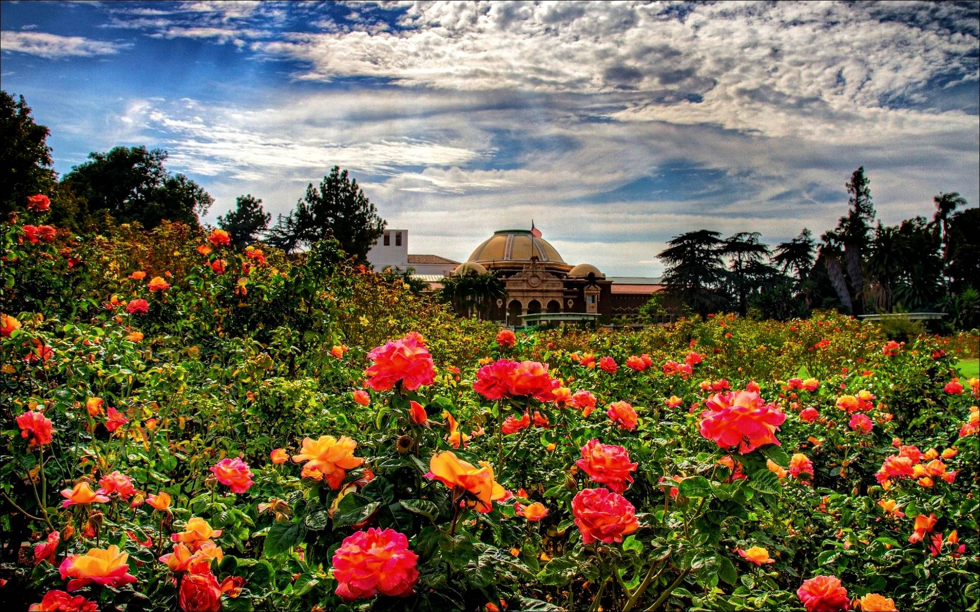 Rose Garden Wallpaper Download - HD Wallpaper 